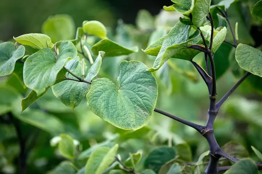 Understanding the Wellness Benefits of Kava for Natural Stress Relief